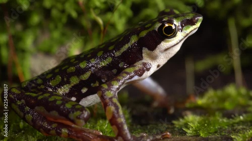 Rio Faisanes Stubfoot Toad (Atelopus coynei). A very rare toad from humid forests in Western Ecuador considered as critically endangered by the IUCN. photo