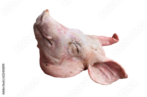 isolated dead head pig on white background