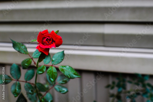 Red Rose Raindrops