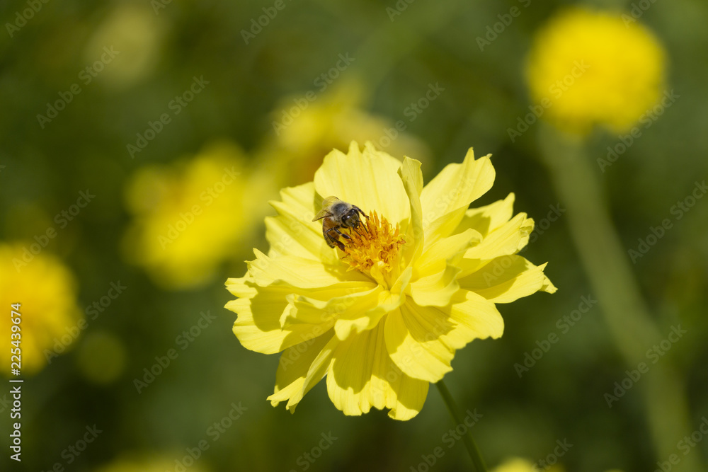 A bee is drinking nectar from the pollen of a yellow cosmos flower in bright sunlight A bee is drinking nectar from the pollen of a yellow cosmos flower in bright sunlight