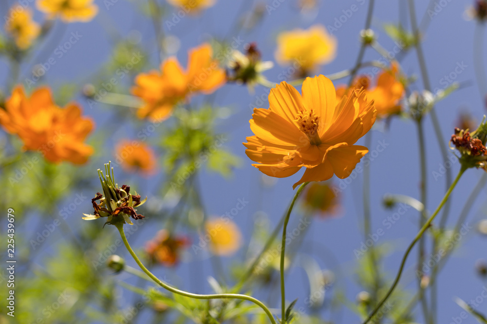 Low angle of an overgrown wild yellow-orange cosmos flower bush swaying in the sunlight Low angle of an overgrown wild yellow-orange cosmos flower bush swaying in the sunlight
