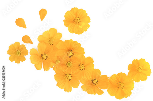 Fototapeta Naklejka Na Ścianę i Meble -  flat lay background of yellow cosmos flowers