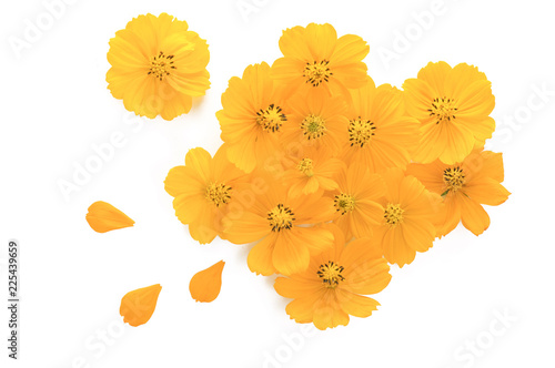 Fototapeta Naklejka Na Ścianę i Meble -  flat lay background of yellow cosmos flowers