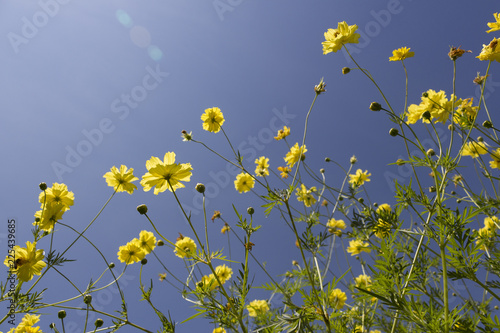 Low angle view of yellow cosmos flowers blooming in the bright sunlight on a clear sky background