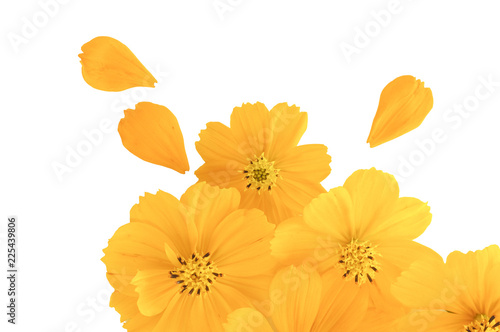 flat lay background of yellow cosmos flowers