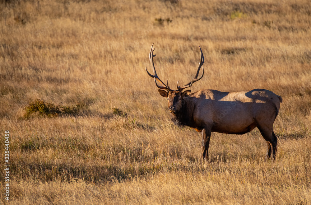 Large Bull Elk on a Cold Fall Morning in the Mountain Meadows of Rocky Mountain National Park Large Bull Elk on a Cold Fall Morning in the Mountain Meadows of Rocky Mountain National Park
