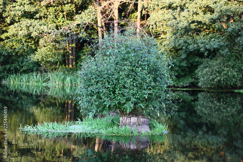 Bidens among a reservoir./The smart bush of a wild bidens tripartita grew and blossoms on a stub in the middle of a reservoir. photo