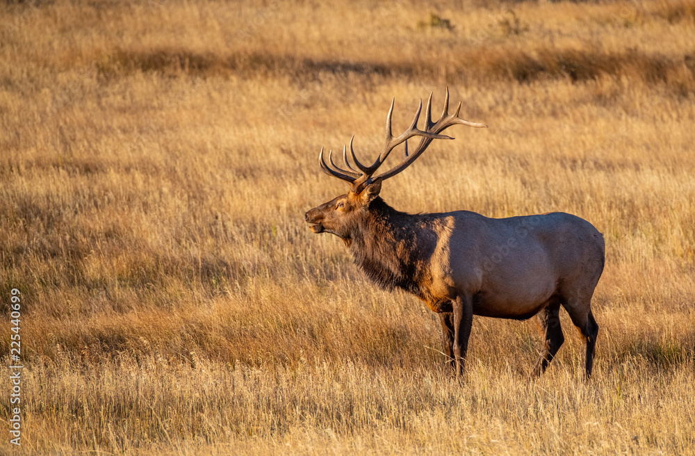 A Large Bull Elk in the Morning Sun at Rocky Mountain National Park in Colorado A Large Bull Elk in the Morning Sun at Rocky Mountain National Park in Colorado