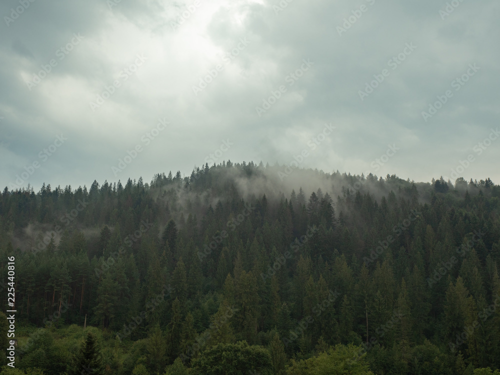 Rainy day in mountains, west Ukraine. Carpathians mountains at summer. Forest of fir and pine trees on hillside. Rainy clouds in the sky. Ukrainian nature landscape. Blurred background