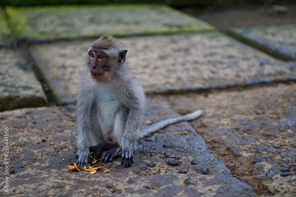 Cute Monkey in Monkey Forest - Bali Indonesia