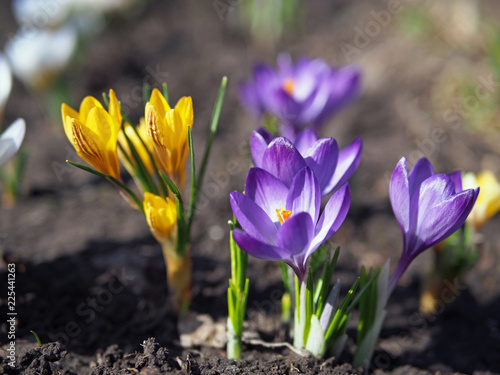 Blossoming of violet spring crocuses in a garden