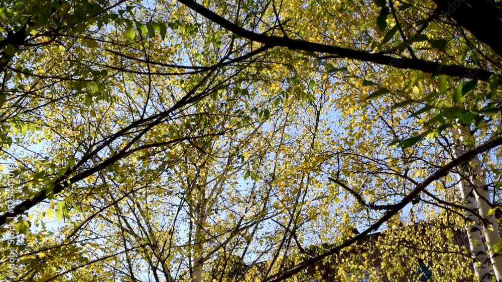 Colorful leaves of Rowan, maple, birch and various deciduous trees in the autumn day in Sunny weather break in the wind against the blue sky Colorful leaves of Rowan, maple, birch and various deciduous trees in the autumn day in Sunny weather break in the wind against the blue sky