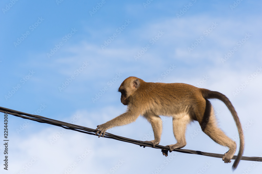 Naklejka premium małpa na drucie