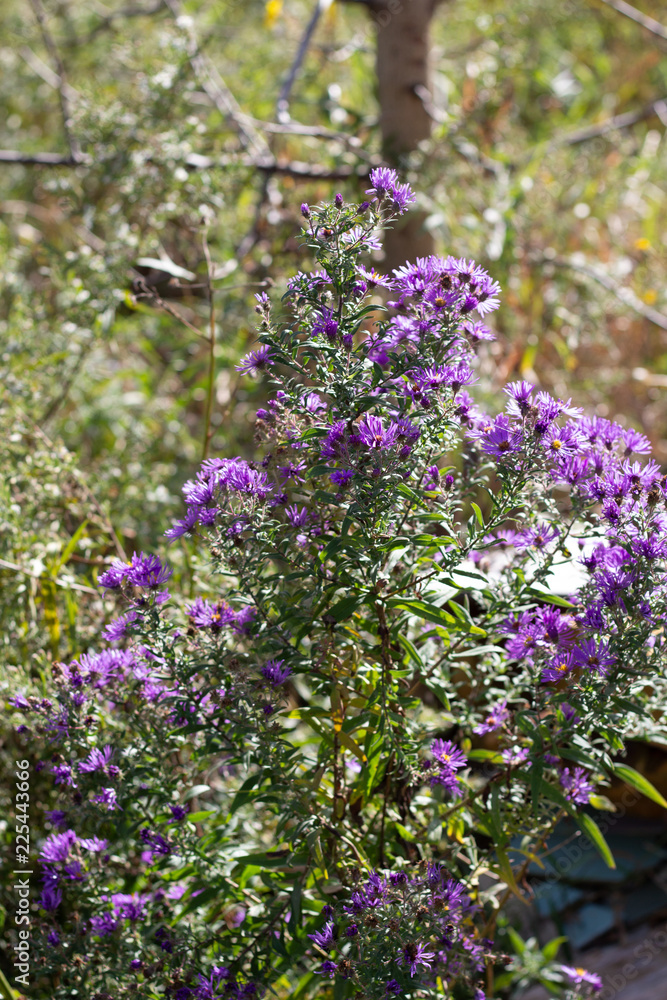 Wildflower plant with small vibrant purple flowers with orange centers on an overcast day