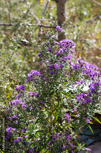 Obraz na płótnie Wildflower plant with small vibrant purple flowers with orange centers on an overcast day w salonie
