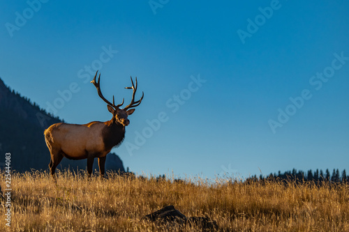 A Large Bull Elk in the Morning Sun at Rocky Mountain National Park in Colorado © Kerry Hargrove