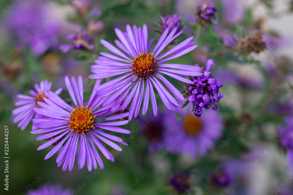 Small vibrant purple flowers with orange centers on an overcast day