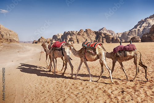 Three Camel Caravan