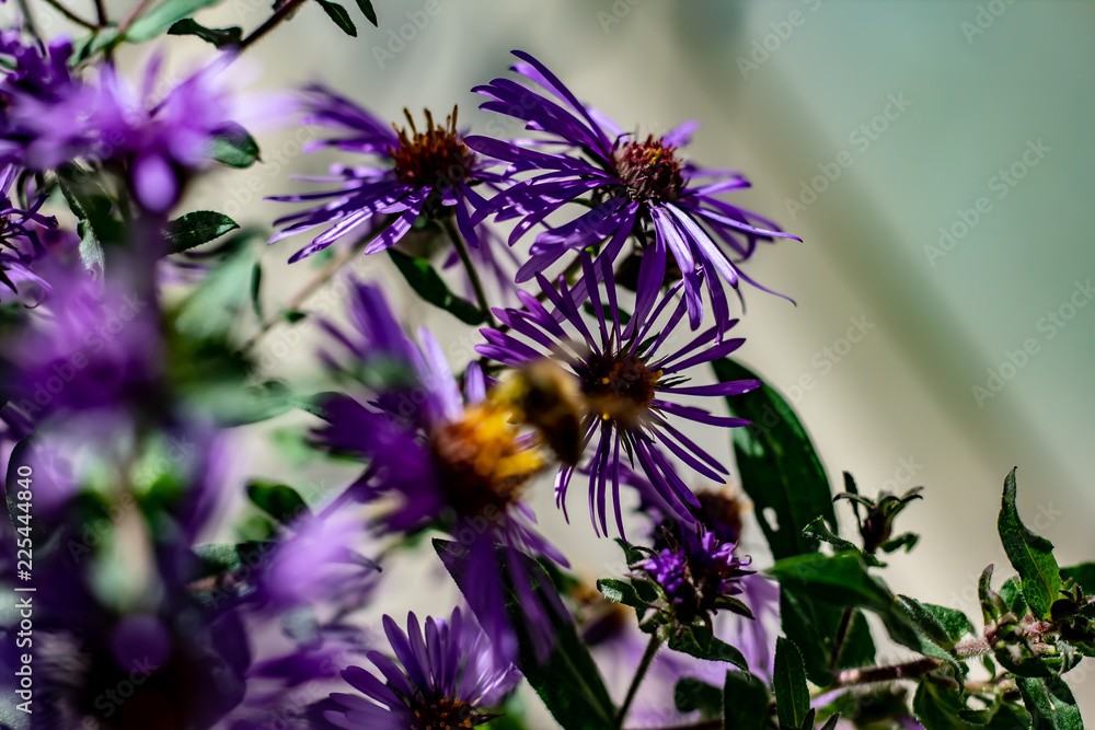 Small vibrant purple flowers with orange centers on an overcast day
