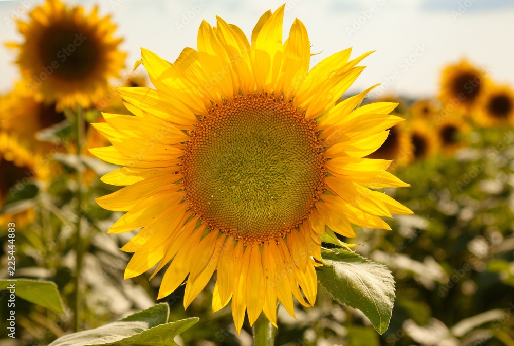 Sunflower focused on in a field of sunflowers