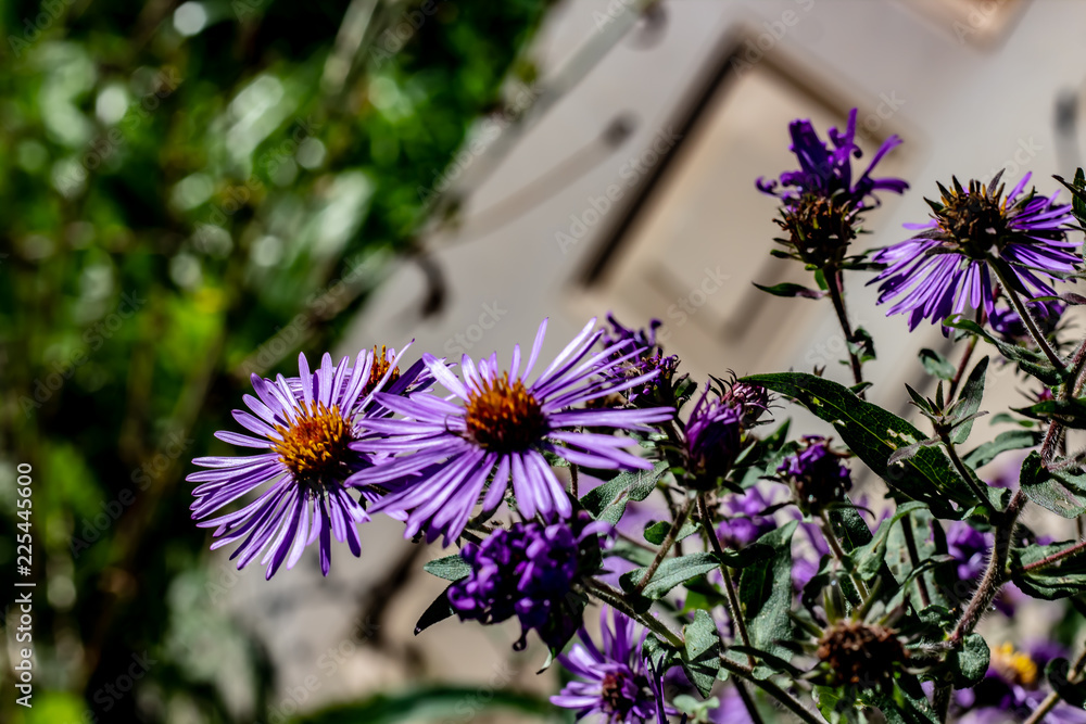 Small vibrant purple flowers with orange centers on an overcast day