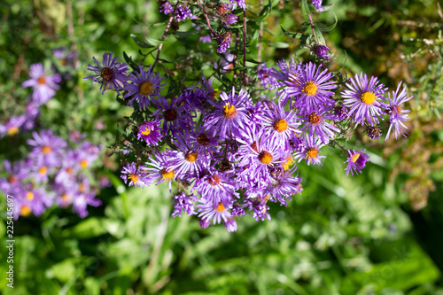 Obraz na płótnie Small vibrant purple flowers with orange centers on a sunny fall day w salonie