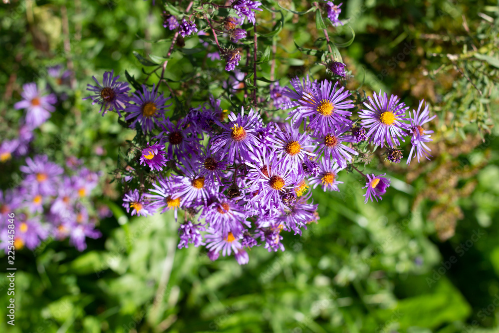 Small vibrant purple flowers with orange centers on a sunny fall day