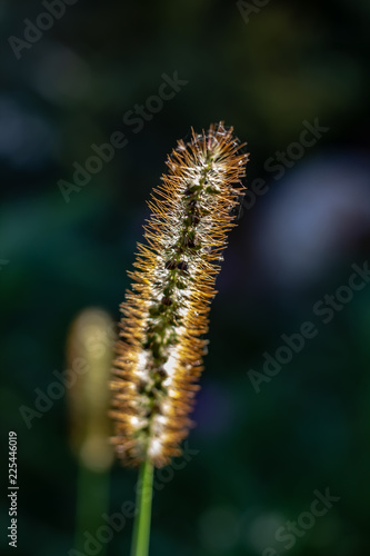 Obraz na płótnie Weed Tail Similar to Wheat Gone to Seed, Close up on a Sunny Day. w salonie