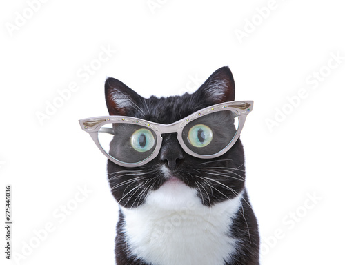 Fototapeta Naklejka Na Ścianę i Meble -  Cool Black and White Tuxedo cat wearing cat eye glasses