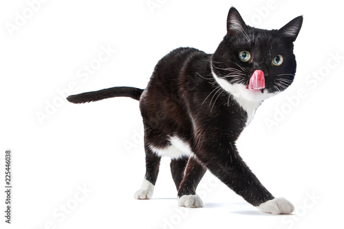 Black and White tuxedo cat sticking its tongue out © soupstock