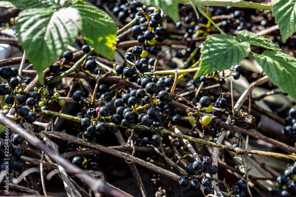 Wild Grape Vine Growing with Many Bunches of Small Purple Grapes and Green Leaves on a Sunny Day