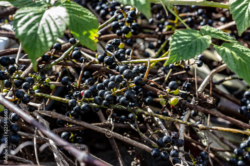 Obraz na płótnie Wild Grape Vine Growing with Many Bunches of Small Purple Grapes and Green Leaves on a Sunny Day w salonie