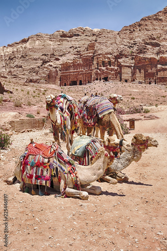 Camels At Petra © searagen