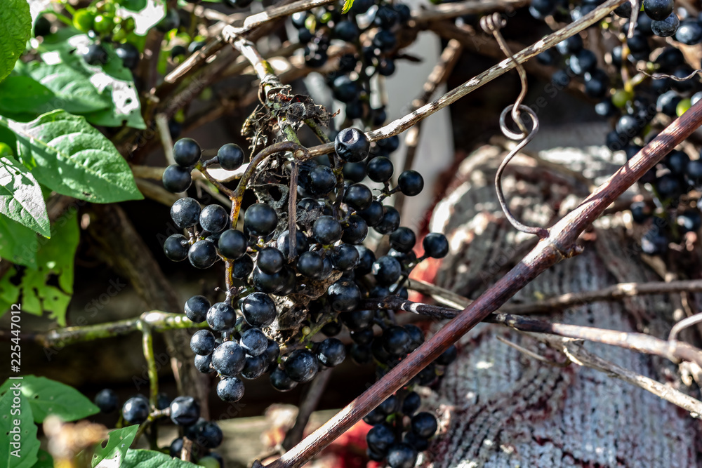 Wild Grape Vine Growing with Many Bunches of Small Purple Grapes and Green Leaves on a Sunny Day