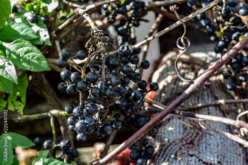 Obraz na płótnie Wild Grape Vine Growing with Many Bunches of Small Purple Grapes and Green Leaves on a Sunny Day w salonie