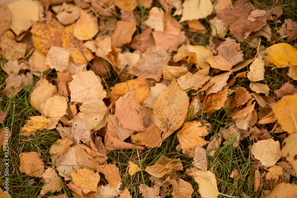 dry autumn leaves on the ground dry autumn leaves on the ground