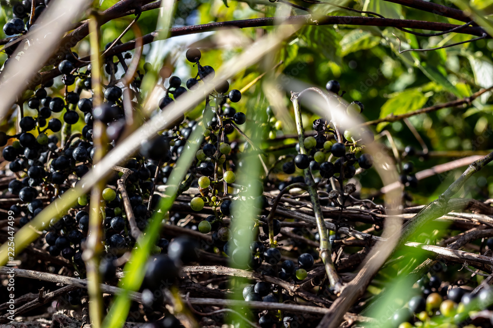 Wild Grape Vine Growing with Many Bunches of Small Purple Grapes and Green Leaves on a Sunny Day