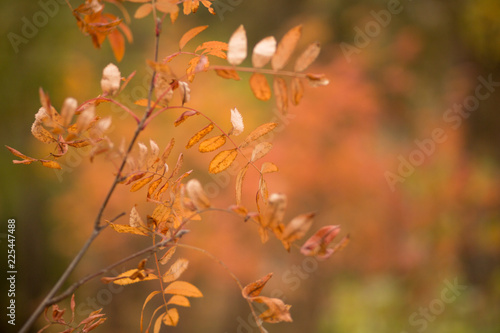 orange leaves mountain ash © AnastasiaKharichkina