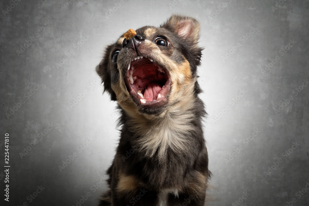 Hund Chihuahua schnappt fängt Leckerlie in der Luft und zieht Grimasse –  Stock-Foto | Adobe Stock