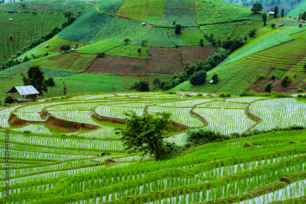 Travel Rainy Season landscape of Rice Terraces at Ban Papongpieng Chiangmai Thailand