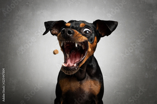 Hund Zwergpinscher Pinscher schnappt fängt Leckerlie in der Luft und zieht Grimasse