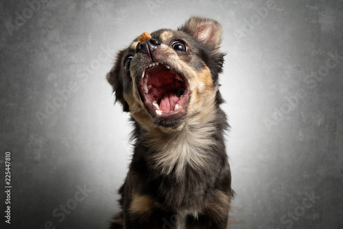 Hund Chihuahua schnappt fängt Leckerlie in der Luft und zieht Grimasse