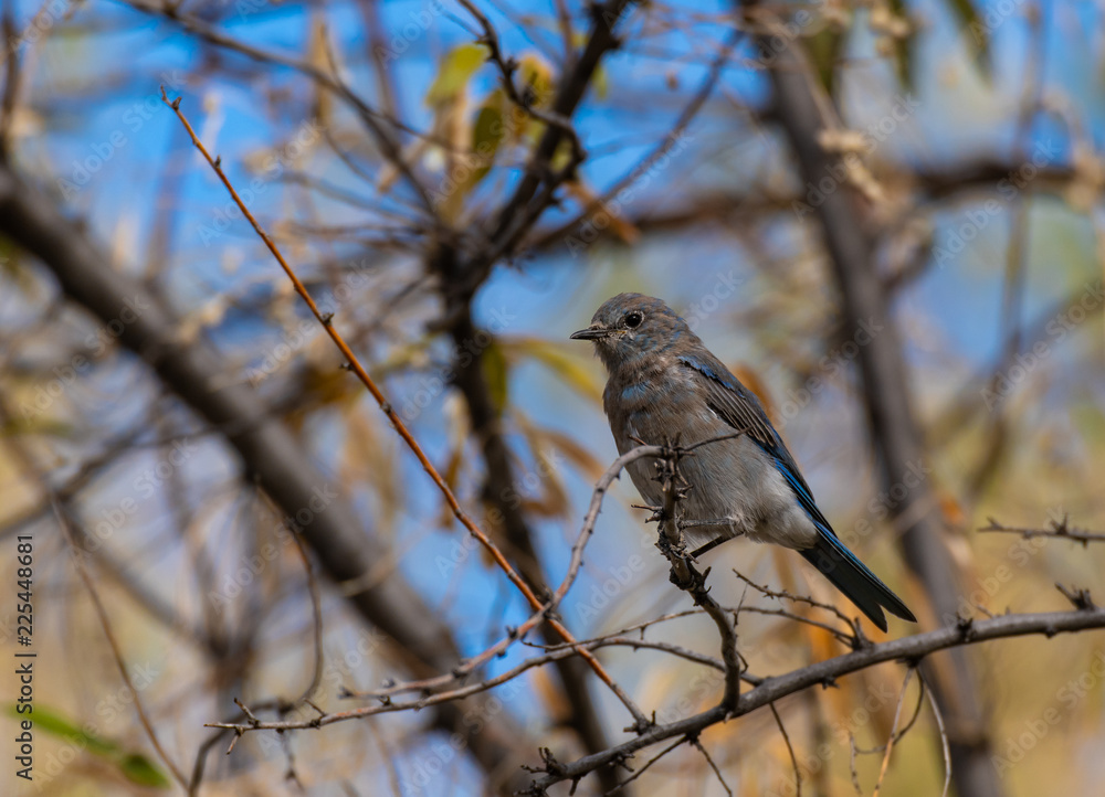 Mountain Bluebird Fledgling in a Russian Olive Tree Mountain Bluebird Fledgling in a Russian Olive Tree
