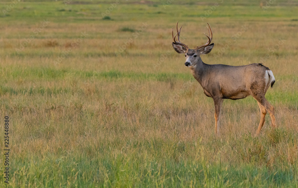 Naklejka premium A Large Mule Deer Buck on the Plains of Colorado