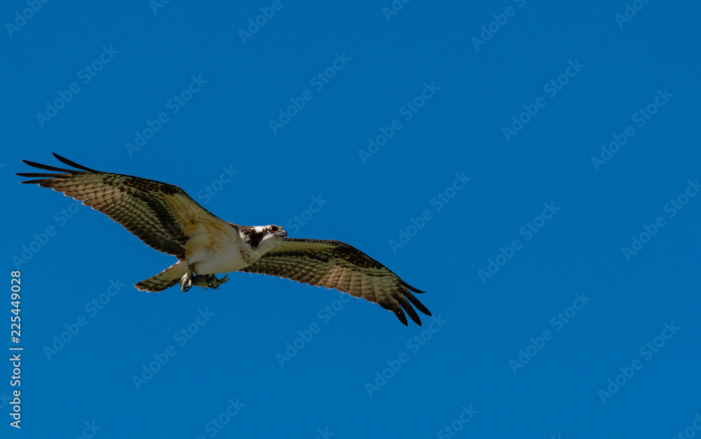 Fototapeta premium An Osprey in Flight at a Lake