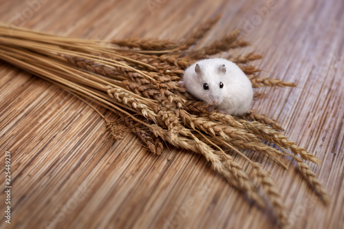 A white mouse the symbol of the year 2020 sits on a bouquet of golden yellow wheat with spikelets and a wooden floor.