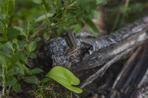 A gray lizard sits on an old tree with grass and leaves.