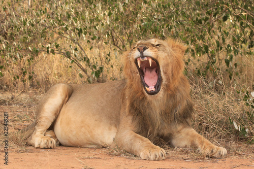 Lion. Wild male African Lion