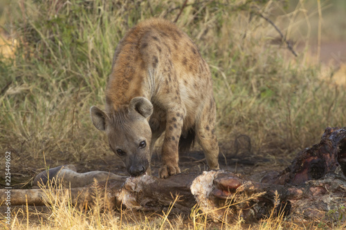 Spotted Hyena eating carcass of giraffe that was killed by lions