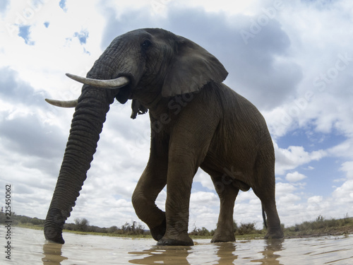 African Elephants 